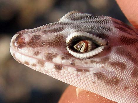 Western Banded Gecko (Coleonyx variegatus)