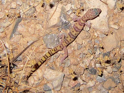 Western Banded Gecko (Coleonyx variegatus)