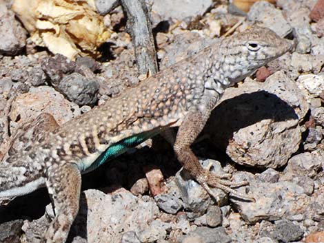 Greater Earless Lizards (Cophosaurus texanus)