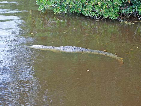 American Crocodile (Crocodylus acutus)