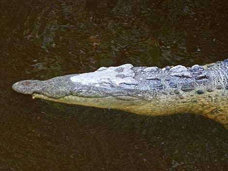 American Crocodile (Crocodylus acutus)