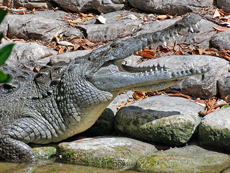 American Crocodile (Crocodylus acutus)