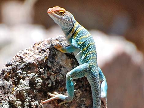 Eastern Collared Lizard (Crotaphytus collaris)