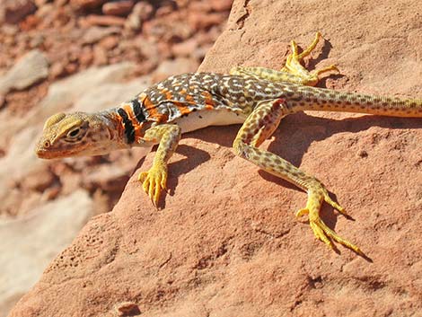 Common Collared Lizard (Crotaphytus collaris)