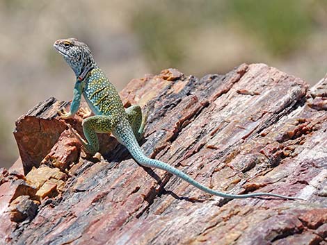 Common Collared Lizard (Crotaphytus collaris)