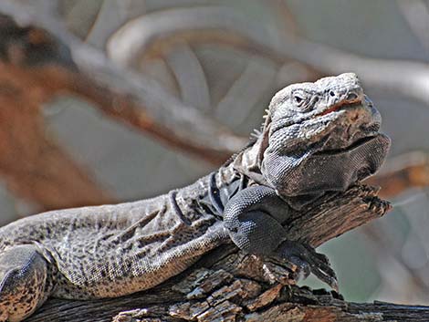 Spiny-tailed Iguana (Ctenosaura hemilopha)