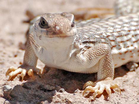 Desert Iguana (Dipsosaurus dorsalis)