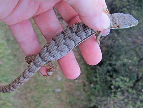 California Alligator Lizard (Elgaria multicarinata multicarinata)