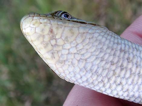 California Alligator Lizard (Elgaria multicarinata multicarinata)