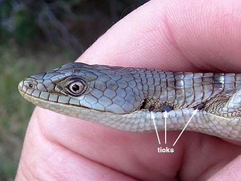 California Alligator Lizard (Elgaria multicarinata multicarinata)