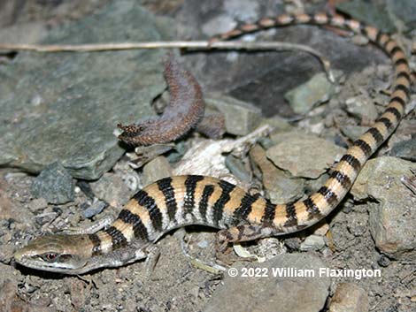 Panamint Alligator Lizard (Elgaria panamintina)