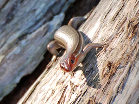 Broad-headed Skink (Eumeces laticeps)