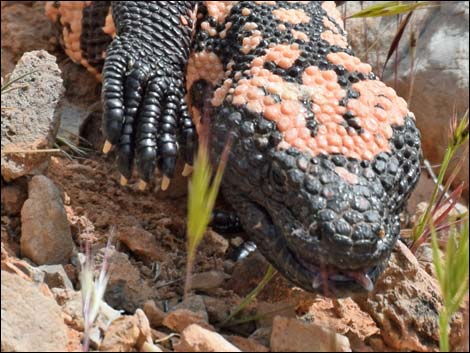 Gila Monster (Heloderma suspectus)