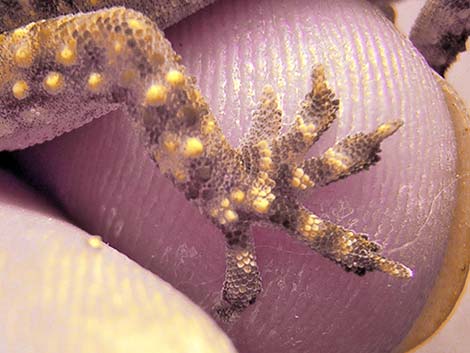 Mediterranean House Gecko (Hemidactylus turcicus)