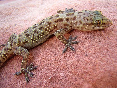 Mediterranean Gecko (Hemidactylus turcicus)