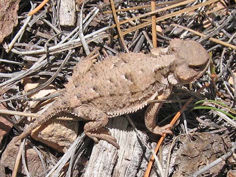 Short-horned Lizard (Phrynosoma douglassii)