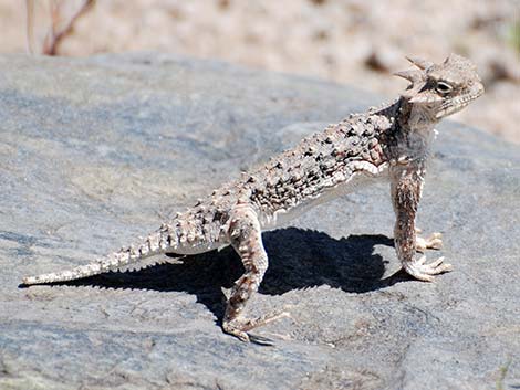 Southern Desert Horned Lizard (Phrynosoma platyrhinos calidiarum)