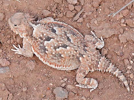 Southern Desert Horned Lizard (Phrynosoma platyrhinos calidiarum)