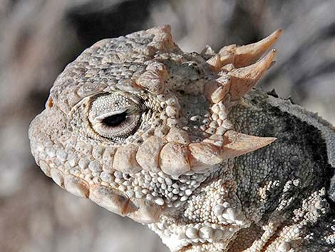 Southern Desert Horned Lizard (Phrynosoma platyrhinos calidiarum)