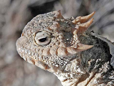 Northern Desert Horned Lizard (Phrynosoma platyrhinos platyrhinos)