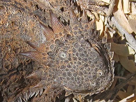 Regal Horned Lizard (Phrynosoma solare)