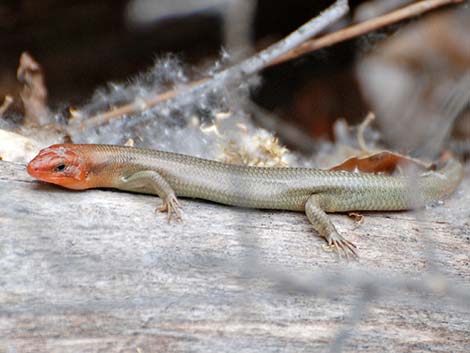 Western Red-tailed Skink (Plestiodon gilberti rubricaudatus)