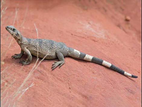 Common Chuckwalla (Sauromalus ater)