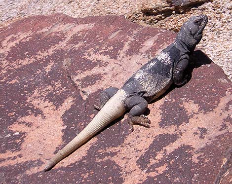 Chuckwalla