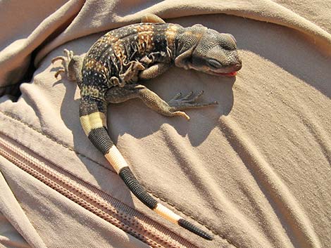 Common Chuckwalla (Sauromalus ater)