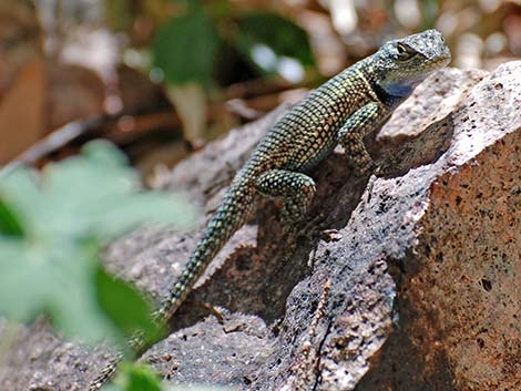 Sonoran Spiny Lizard (Sceloporus clarkii clarkii)