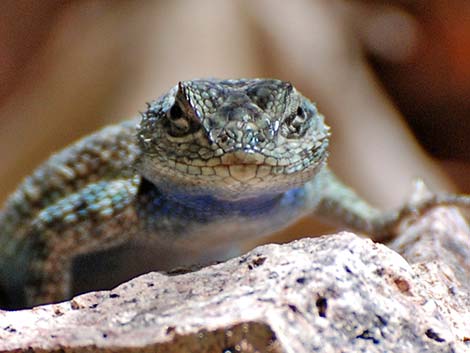 Sonoran Spiny Lizard (Sceloporus clarkii clarkii)