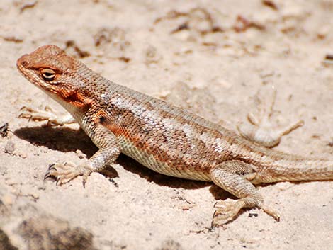 Sagebrush Lizard (Sceloporus graciosus)