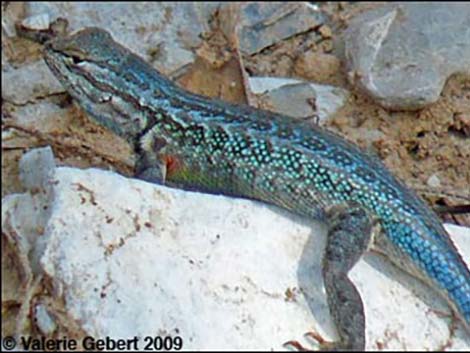 Northern Sagebrush Lizard (Sceloporus graciosus graciosus)