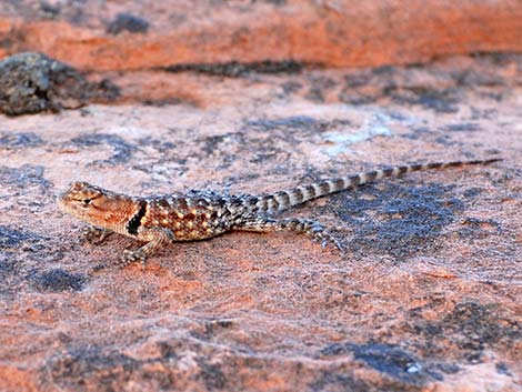 Orange-headed Spiny Lizard (Sceloporus magister cephaloflavus)