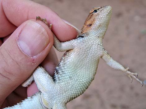 Desert Spiny Lizard (Sceloporus magister)