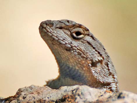 Great Basin Fence Lizard (Sceloporus occidentalis)