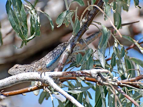 Great Basin Fence Lizard (Sceloporus occidentalis)