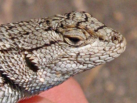 Great Basin Fence Lizard (Sceloporus occidentalis)