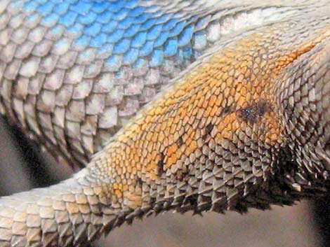 Great Basin Fence Lizard (Sceloporus occidentalis)