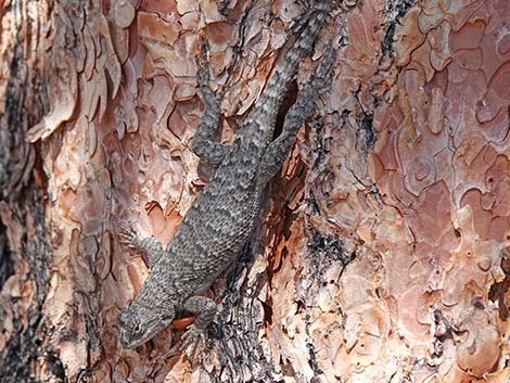 Great Basin Fence Lizard (Sceloporus occidentalis longipes)