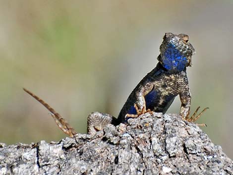 Sierra Fence Lizard (Sceloporus occidentalis taylori)