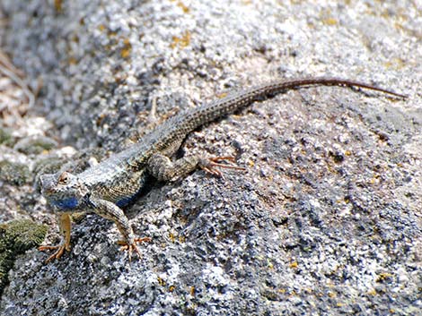 Sierra Fence Lizard (Sceloporus occidentalis taylori)