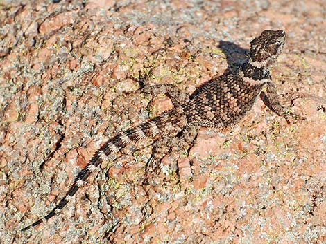 Crevice Spiny Lizard (Sceloporus poinsettii)