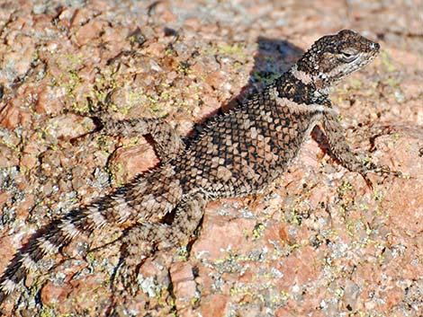 Crevice Spiny Lizard (Sceloporus poinsettii)