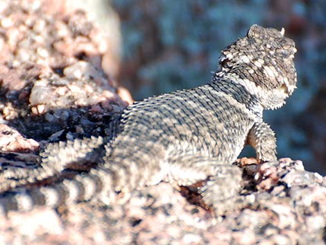 Crevice Spiny Lizard (Sceloporus poinsettii)