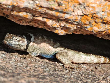 Crevice Spiny Lizard (Sceloporus poinsettii)