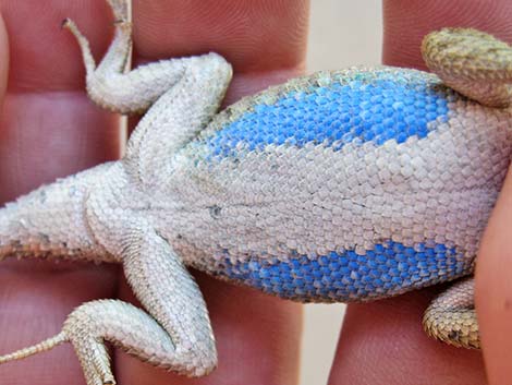 Plateau Fence Lizard (Sceloporus tristichus)