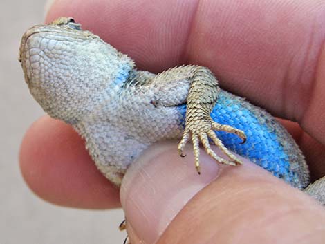 Plateau Fence Lizard (Sceloporus tristichus)