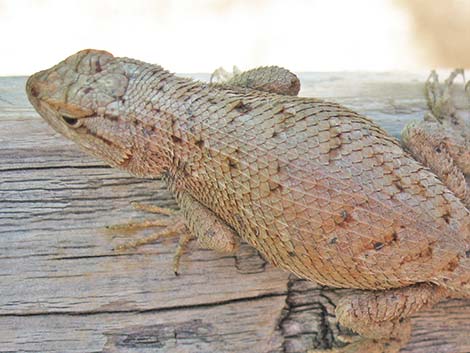 Plateau Fence Lizard (Sceloporus tristichus)