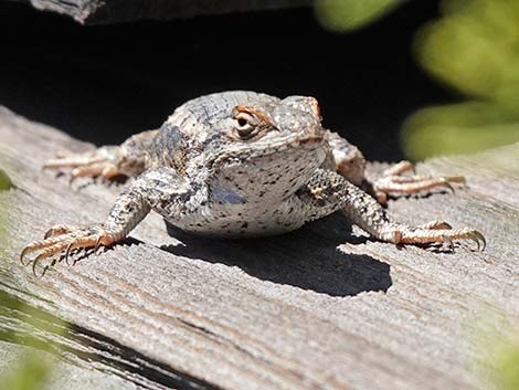 Plateau Fence Lizard (Sceloporus tristichus)